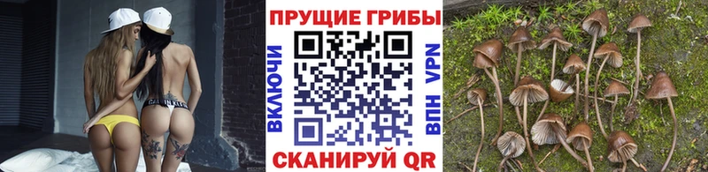 мориарти клад  наркотики  Сафоново  Галлюциногенные грибы Cubensis 